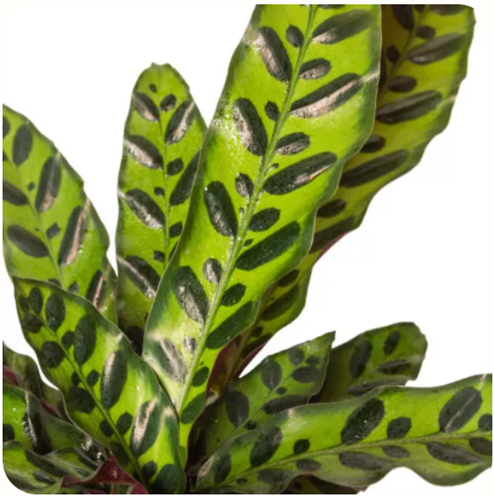 Rattlesnake Calathea