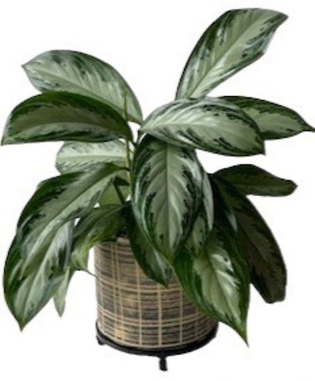 Chinese Evergreen in Staccato Pot
