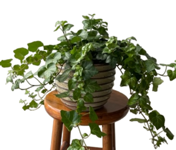 Ivy