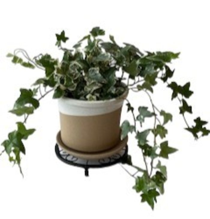 Ivy Variegated in Roon Pot