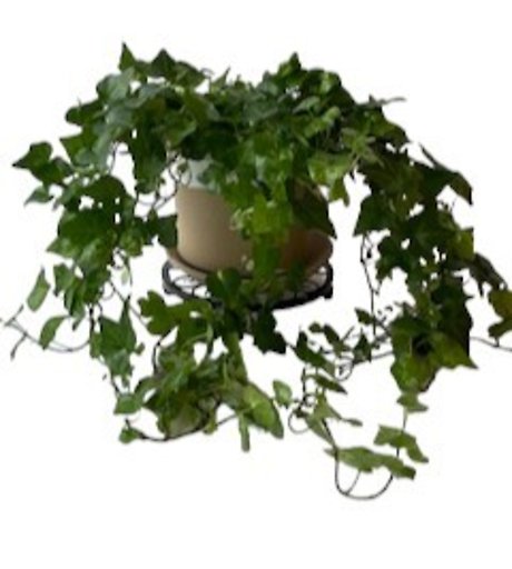 Ivy Green in Roon Pot