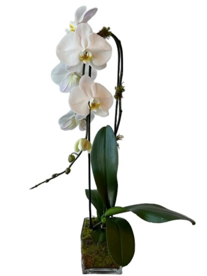 Phalaenopsis Orchid