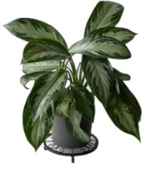 Chinese Evergreen Grey Container