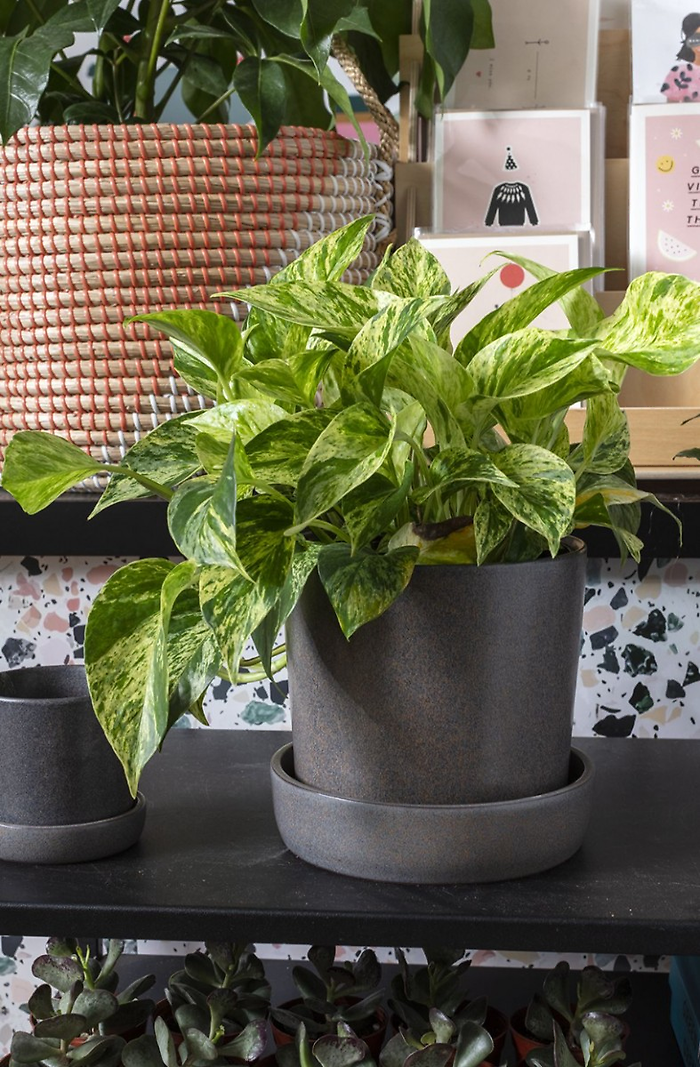 Watson Pot