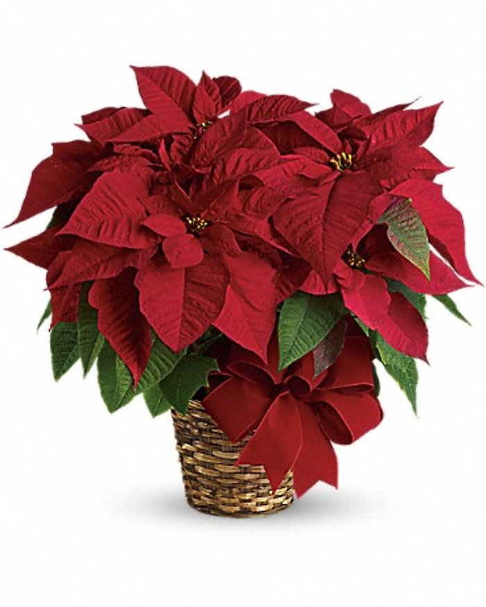 Red Poinsettia Plant