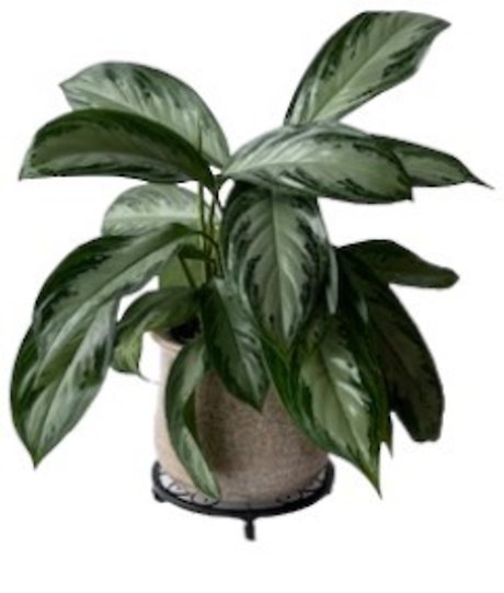 Chinese Evergreen Peach Container
