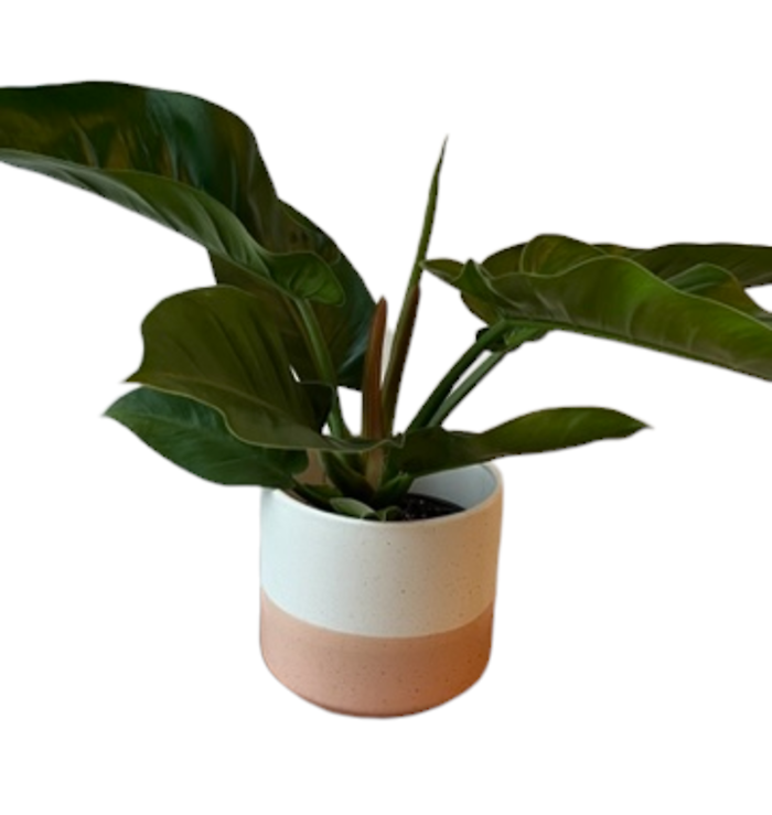 Red Princess Philodendron