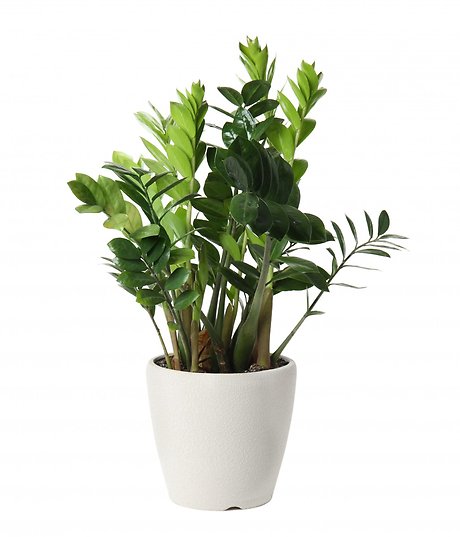 ZZ Plant