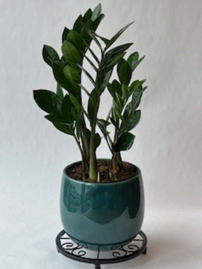 ZZ Plant in Aqua Pot