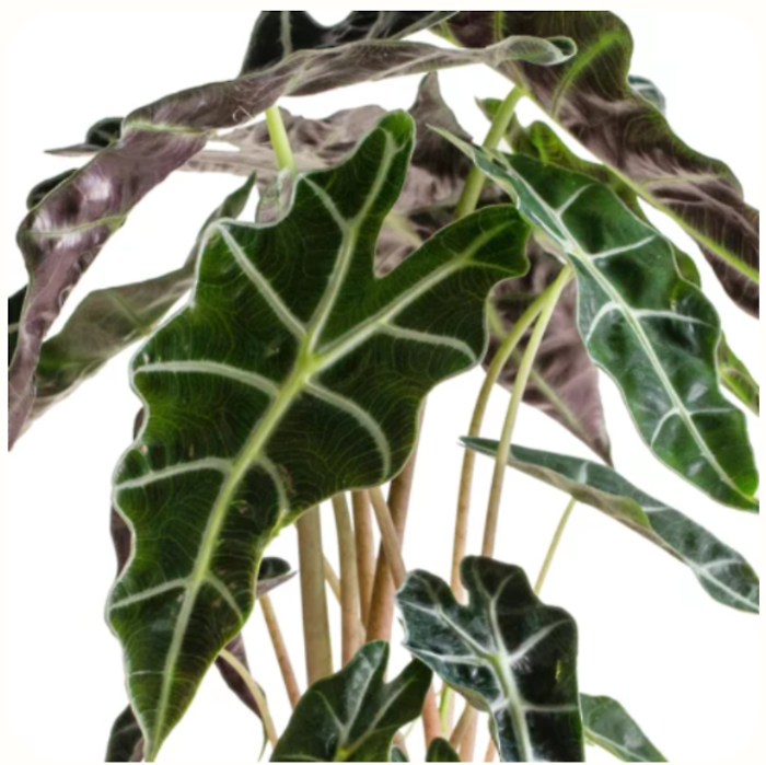 Alocasia - Elephant Ear