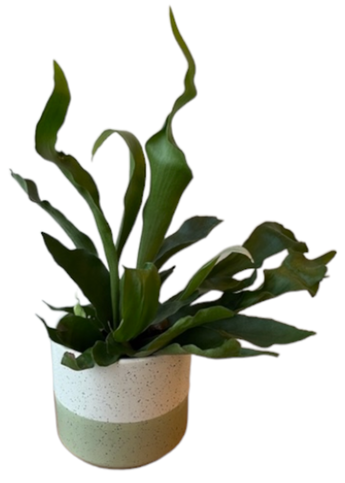 Staghorn Fern