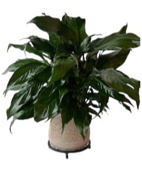 Peace Lily in Peach Container