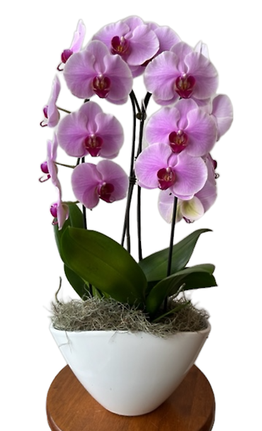 Phalaenopsis Orchid Double