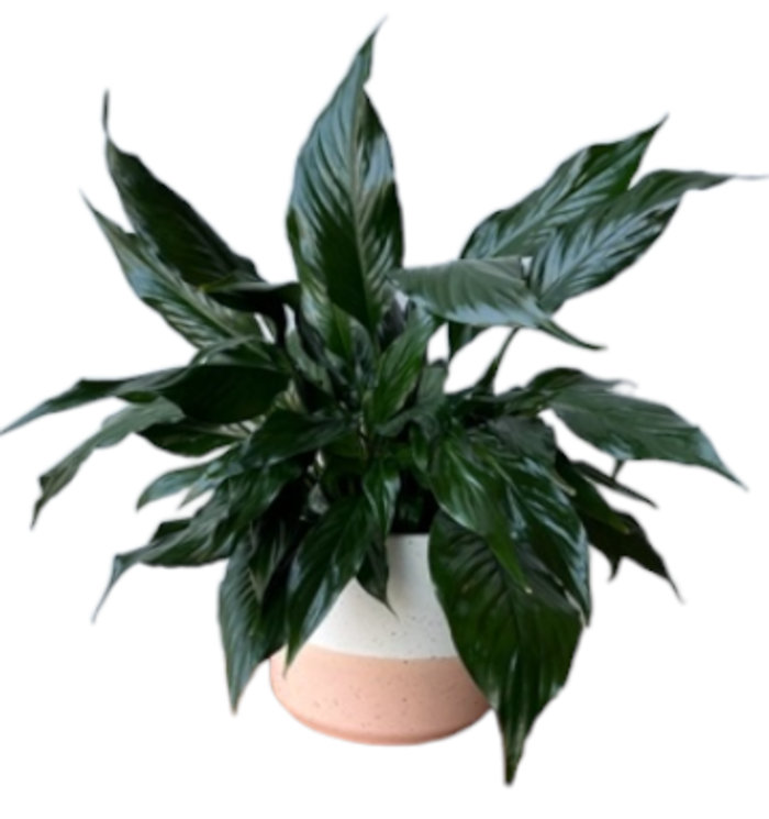 Peace Lily