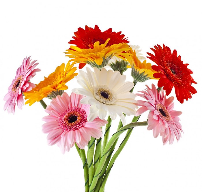 Gerbera Daisy Bouquet