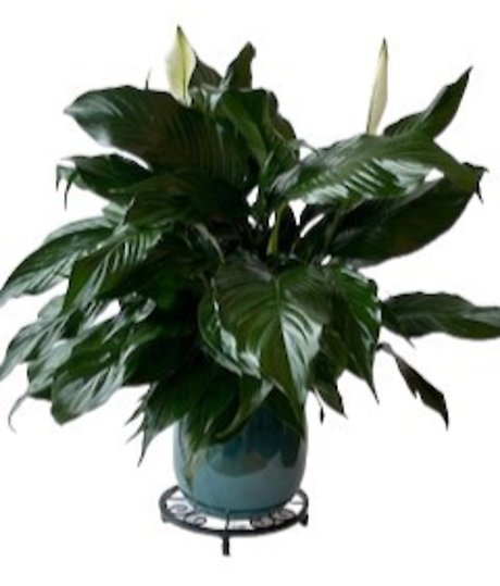 Peace Lily in Aqua Container