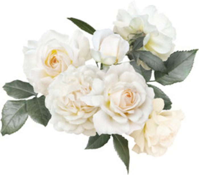 Celestial Blooms