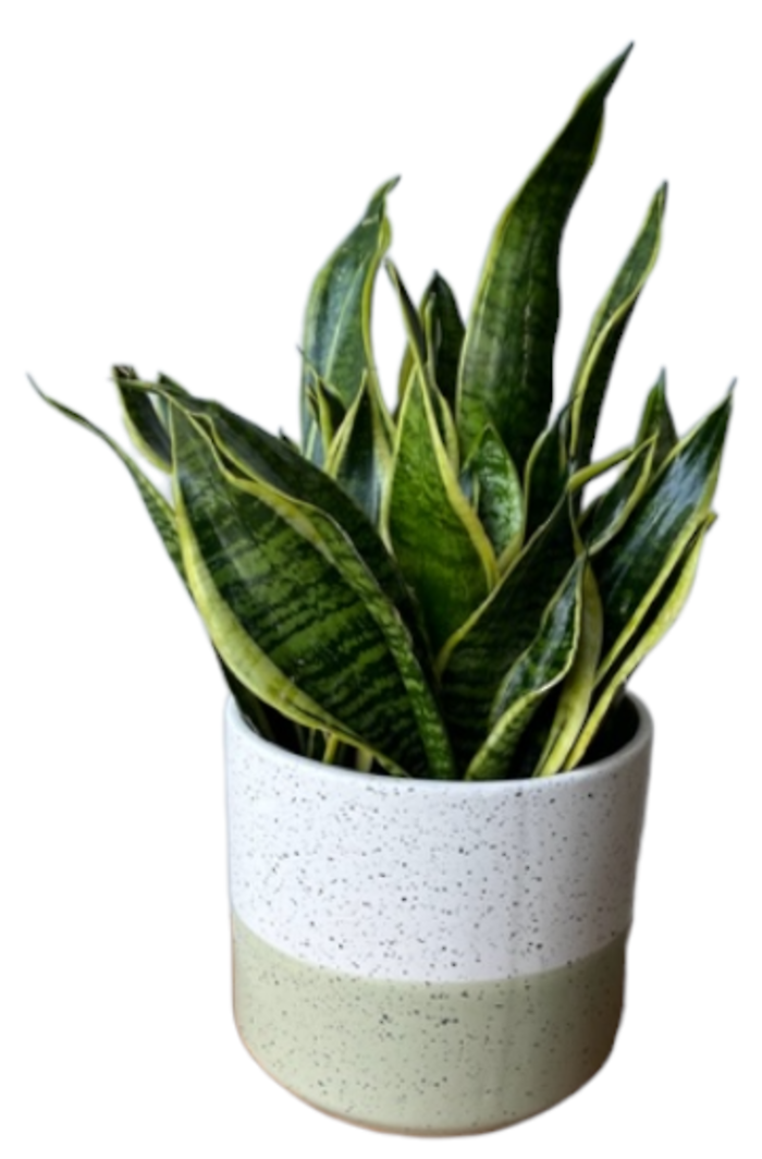 Snake Plant (Sansevieria)