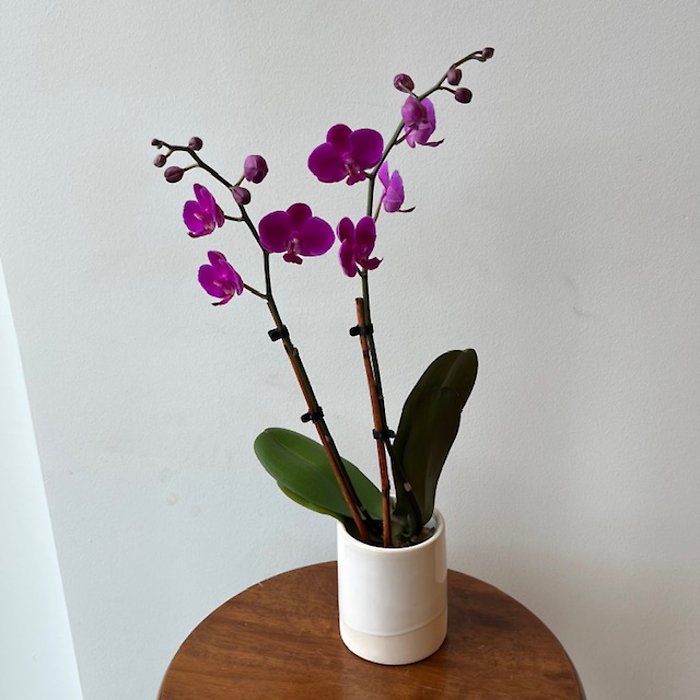 Orchid Gift Set