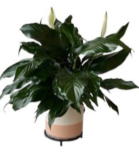 Peace Lily in Peach & White Container