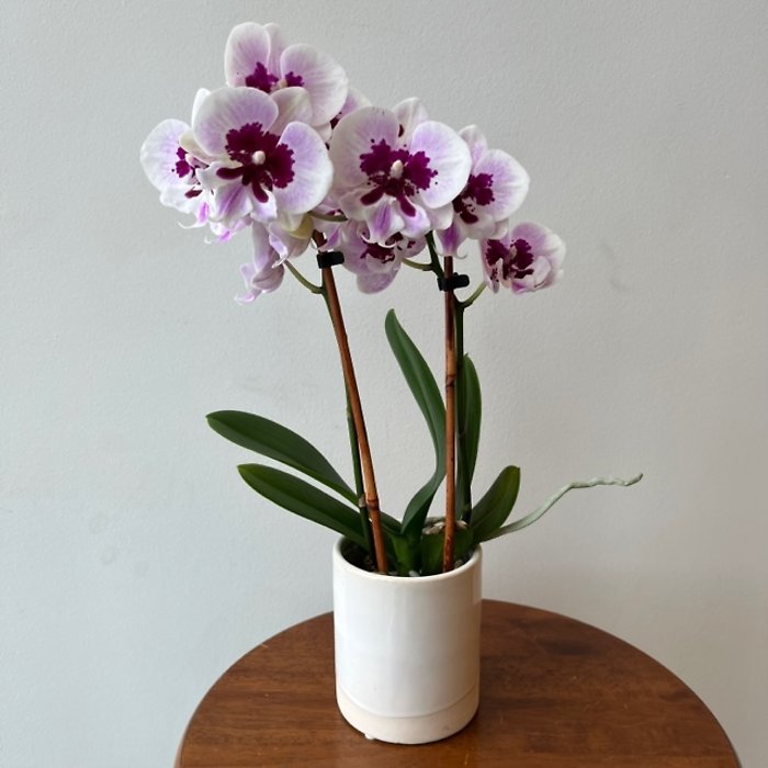 Orchid Gift Set