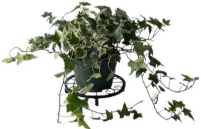 Ivy Variegated