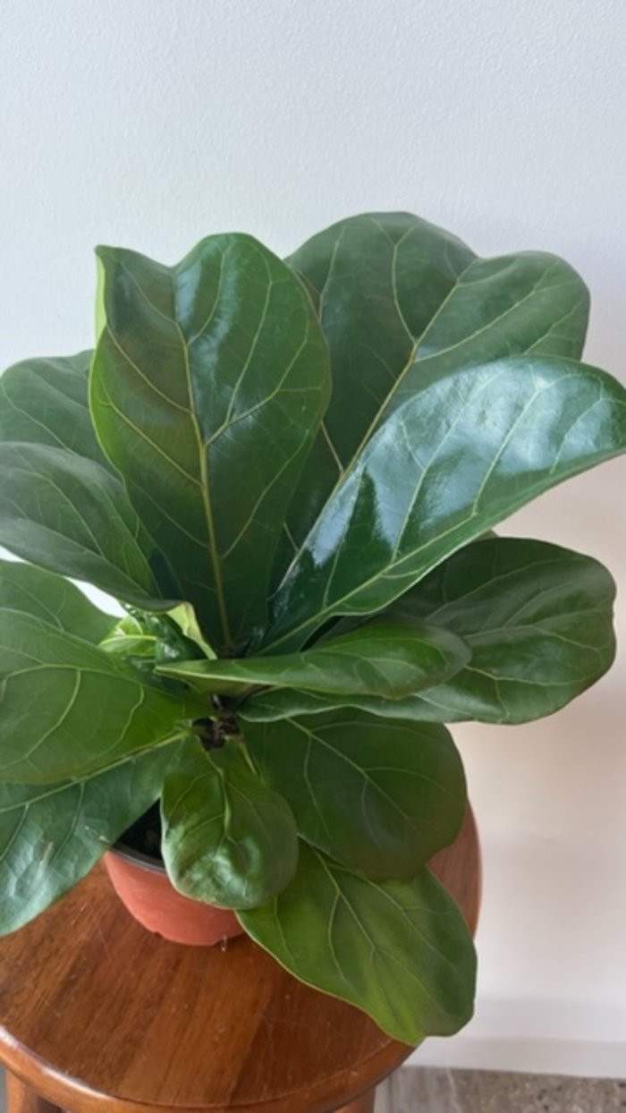 Fiddle Leaf Fig