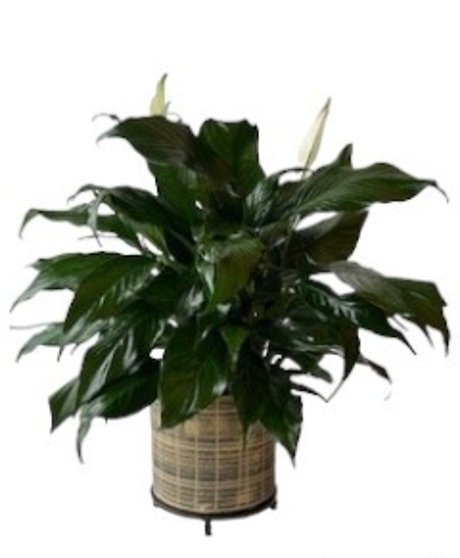Peace Lily in Staccato Pot