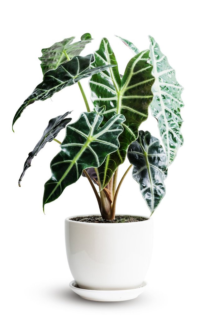 Alocasia