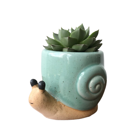 Snail Planter with Succulent