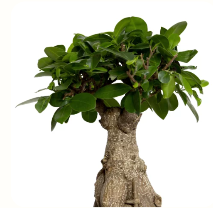 Ginseng Ficus