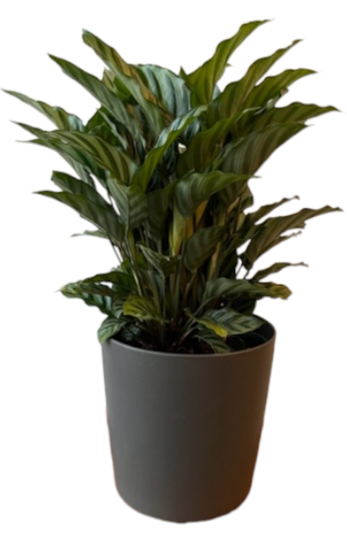 Peacock Calathea