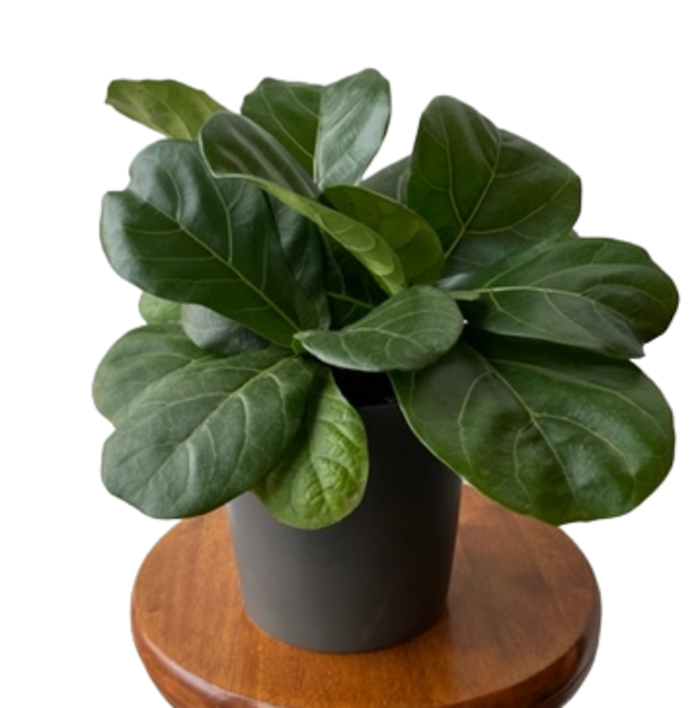 Fiddle Leaf Fig