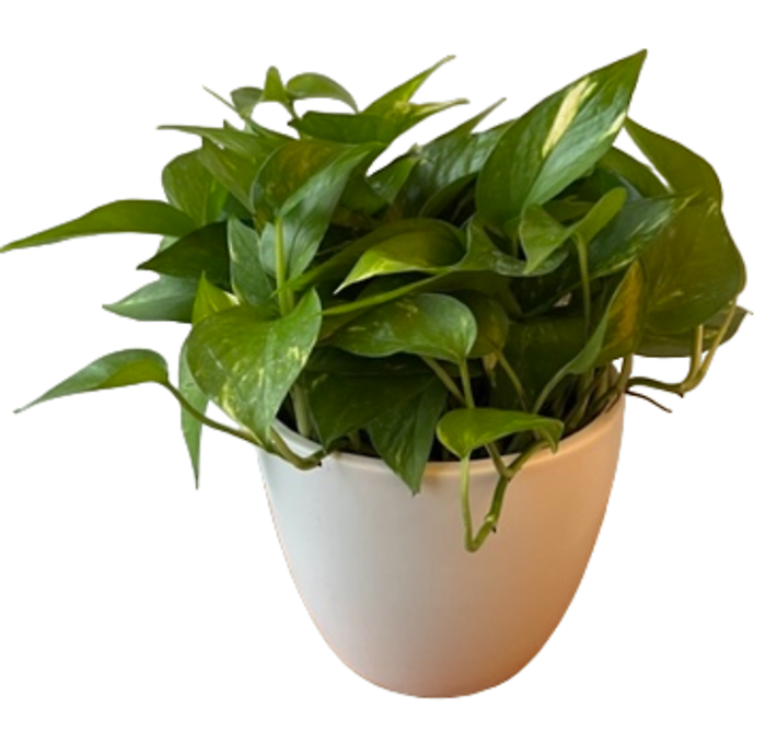 Pothos