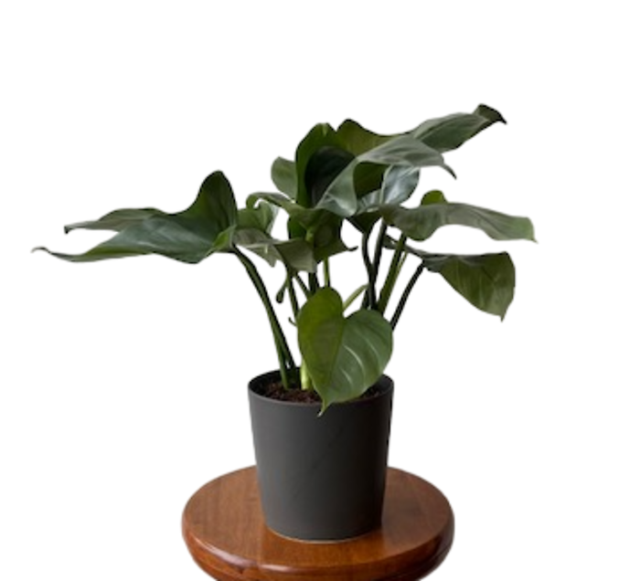 Silver Sword Philodendron