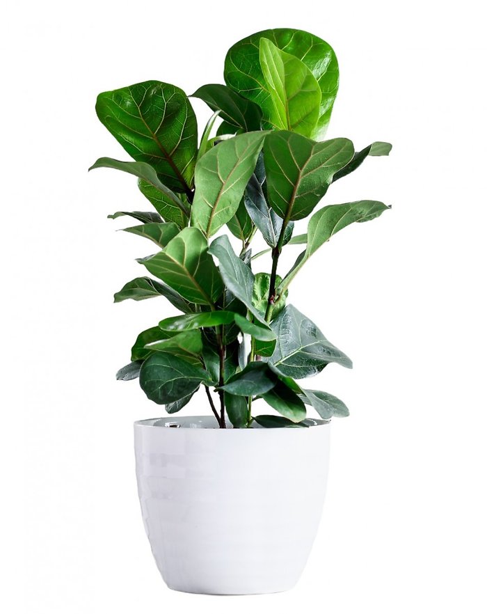 Fiddle Leaf Fig