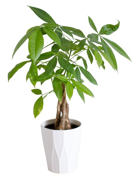 Money Tree