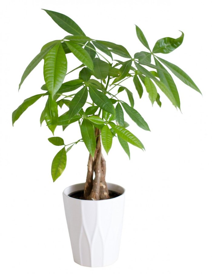 Money Tree