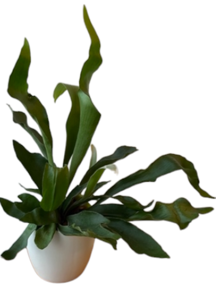 Staghorn Fern