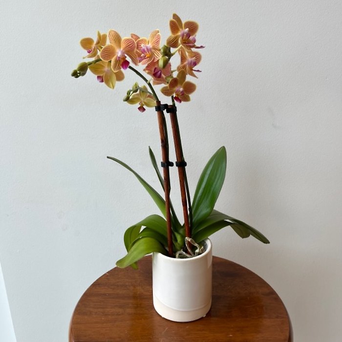 Orchid Gift Set
