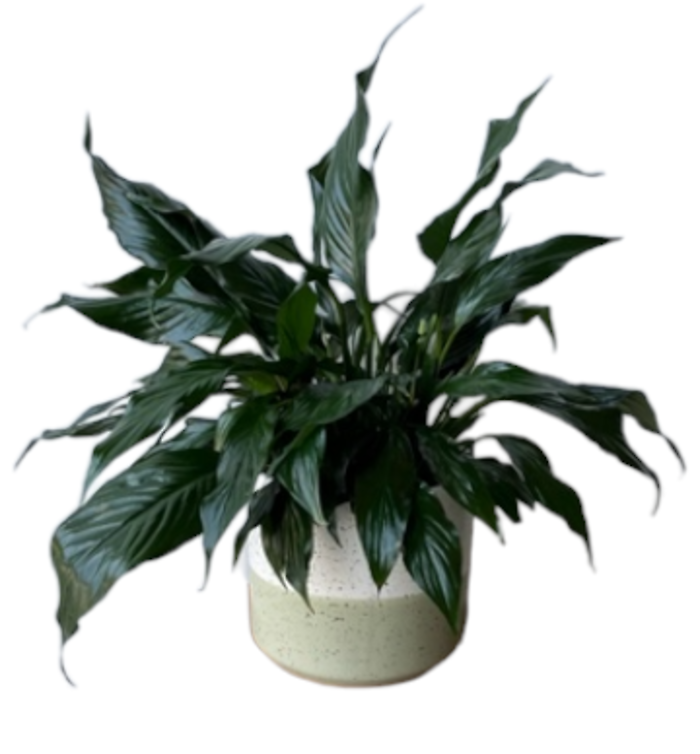 Peace Lily