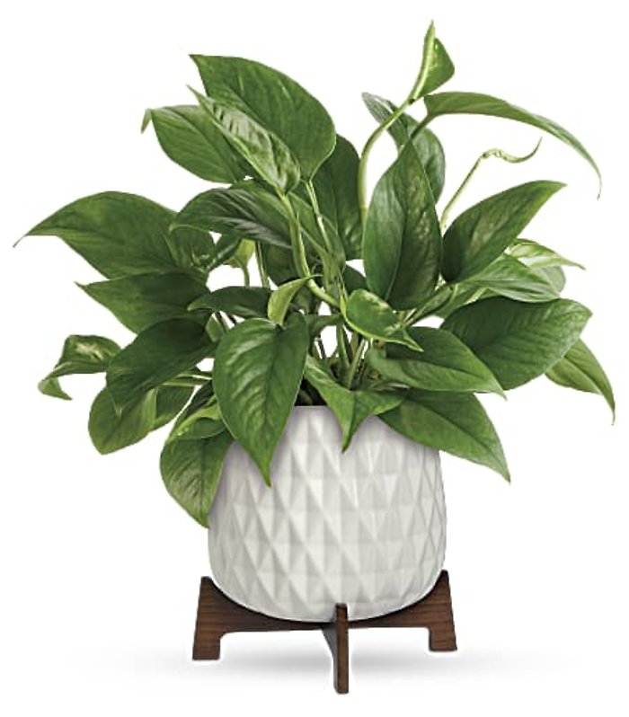 Lush Leaves Pothos