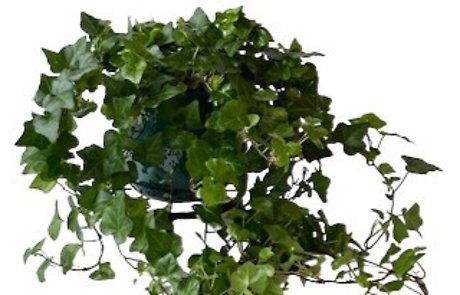 Ivy Green in Aqua Pot