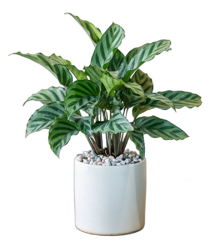 Peacock Calathea