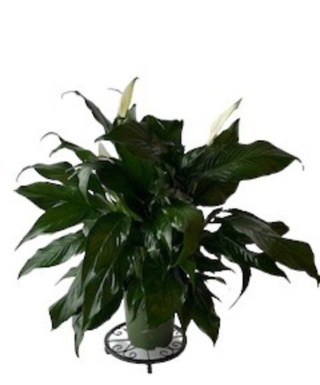 Peace Lily in Growers Pot