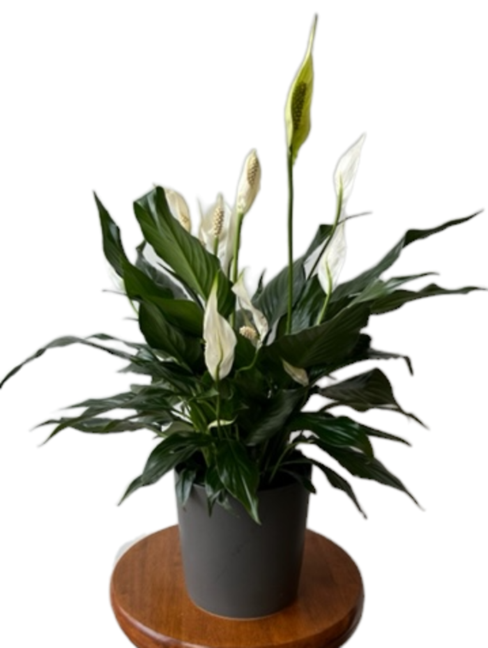 Peace Lily