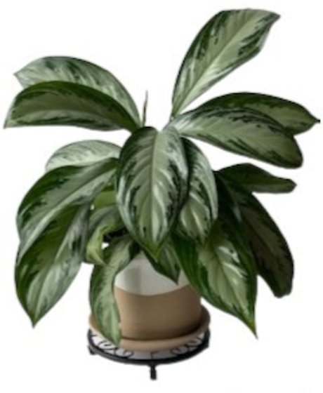 Chinese Evergreen in Roon Pot