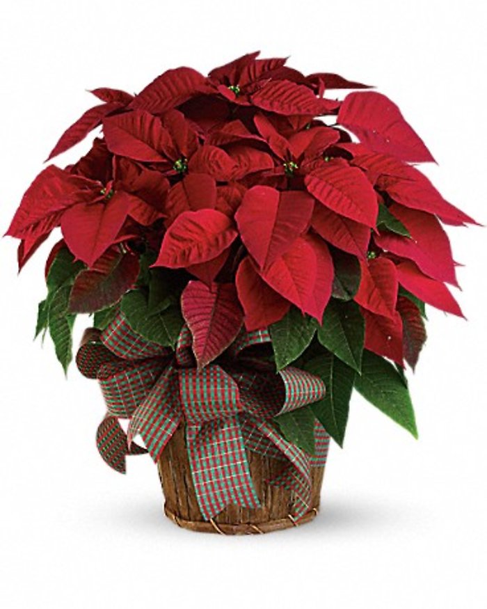 Red Poinsettia Plant