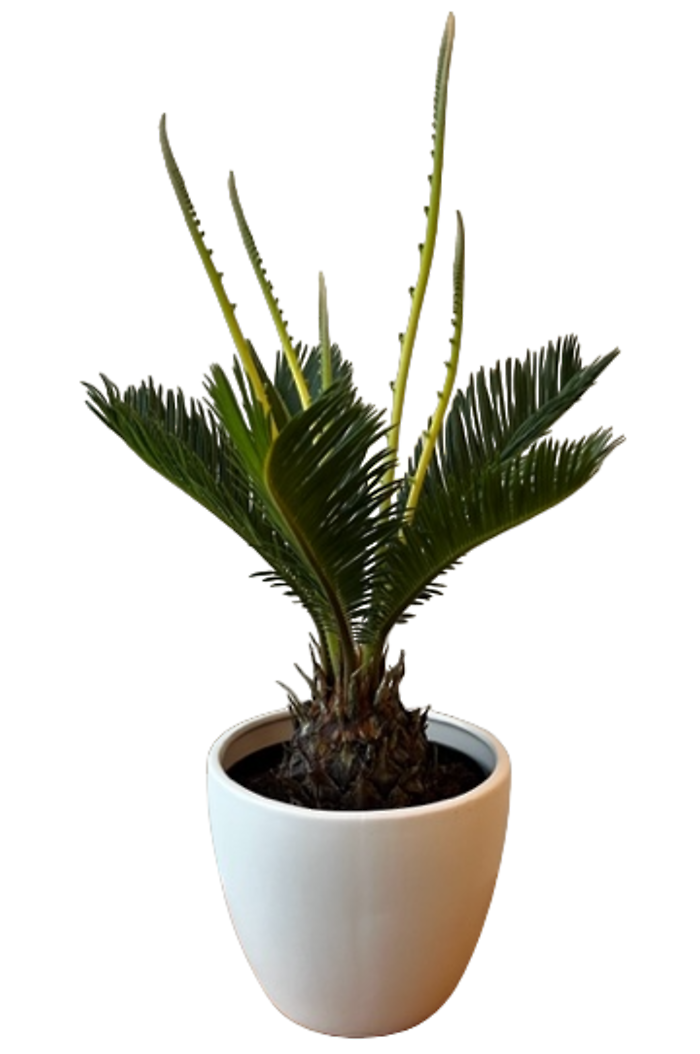 Sago Palm