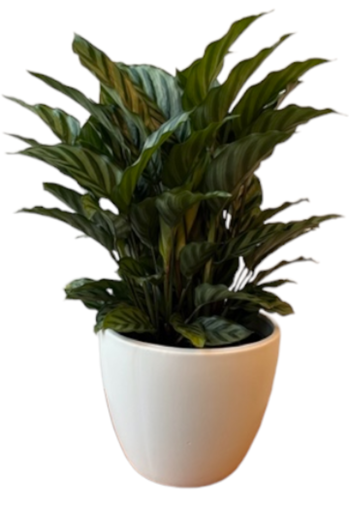 Peacock Calathea